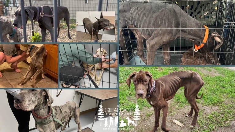 Emaciated Great Danes rescued after being found living in minivan