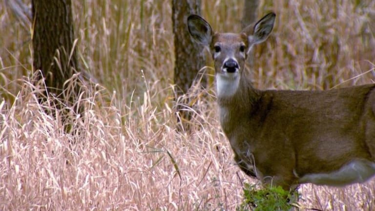 New CWD case suspected days before Minnesota deer hunting opener