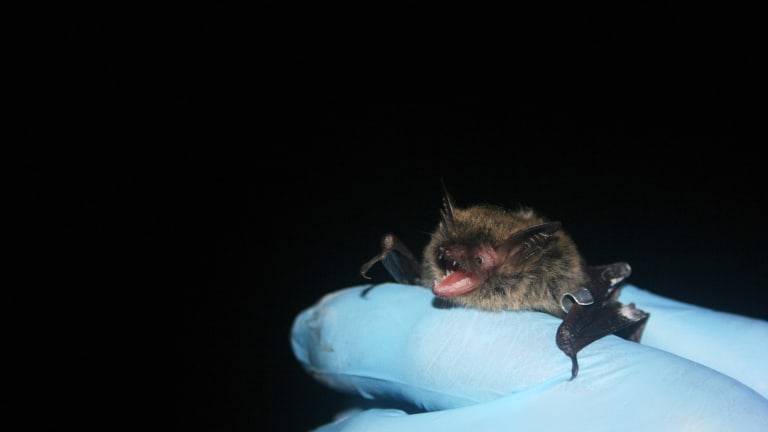 Northern long-eared bat moved from threatened to endangered list