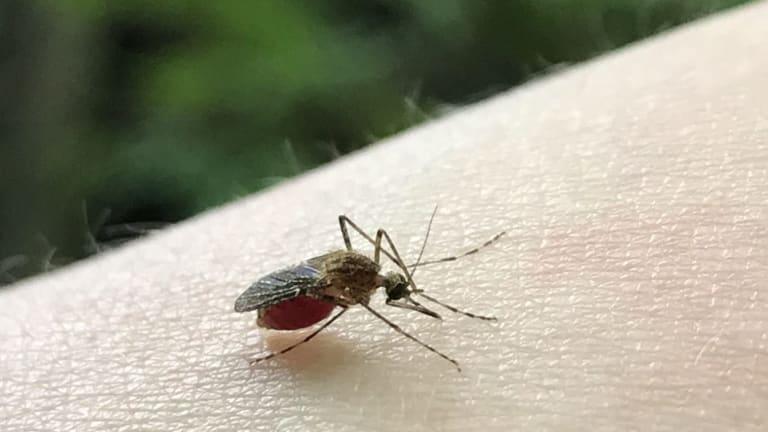 Rainfall spurs mosquito hotspots in the Twin Cities