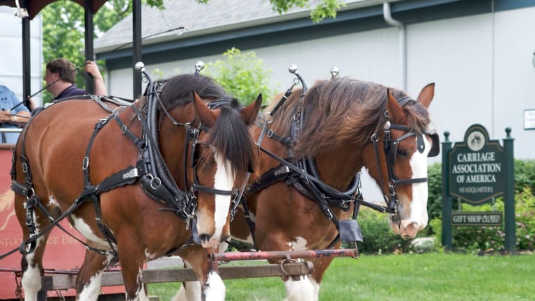 Man dies after being run over by his Clydesdale in St. Cloud