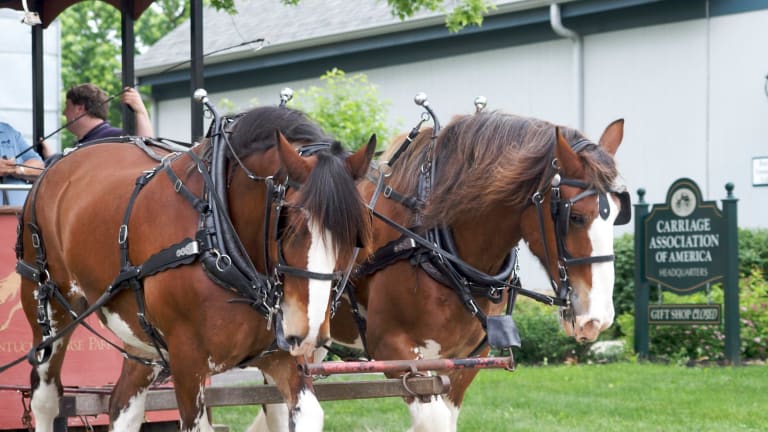 clydesdale running