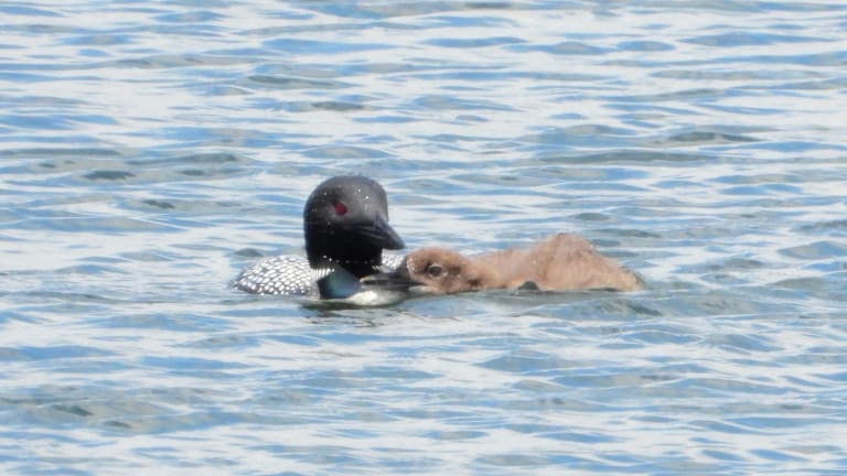 Young loon reunites with mother on Twin Cities lake after rescue from fishing litter
