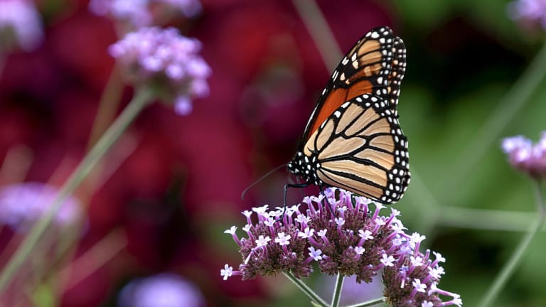 Monarch butterflies listed as endangered, at risk of extinction