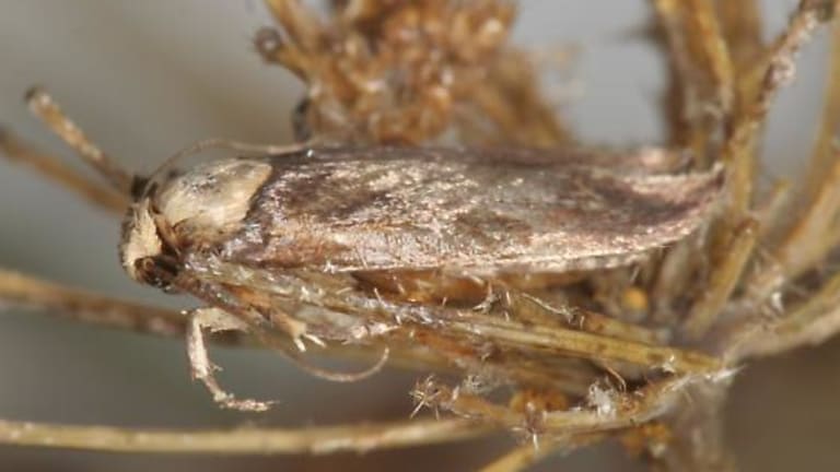 Invasive moth flying around Minnesota for first time
