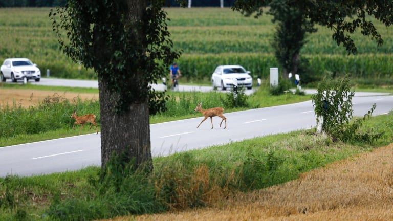 Motorcyclist in collision with deer dies from injuries