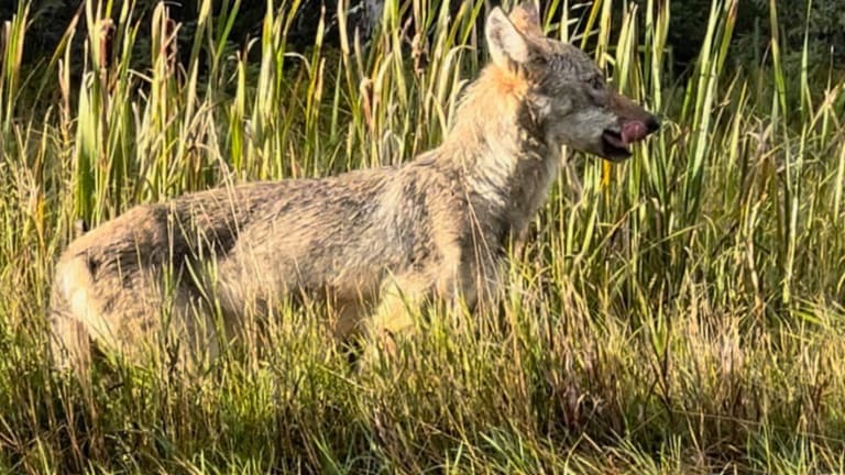 Wolf reported to be acting abnormally near Voyageurs National Park