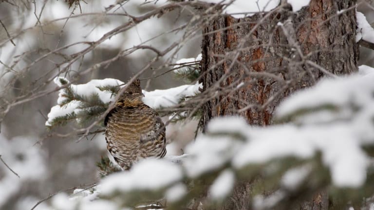 Homeowners alert DNR to grouse hunting complaints in Northland