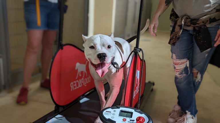 Treadmill helps Minneapolis shelter dogs burn off steam