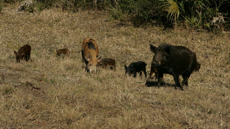 DNR rounds up feral pigs in southern Minnesota
