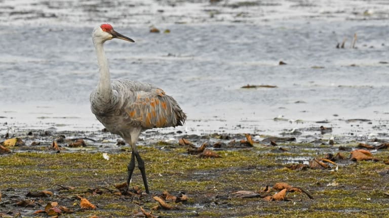 Over 29,000 sandhill cranes counted at Sherburne National Wildlife Refuge