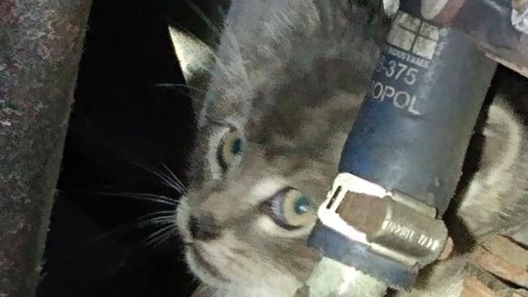 Tiny kitten survives ride on underside of Metro Transit bus