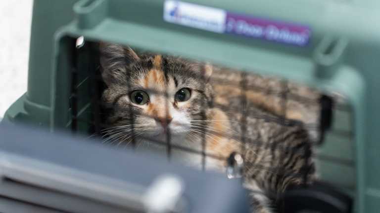 Humane Society seeks help after 42 animals seized from Fridley pet ...