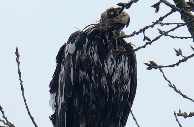 That's not a vulture: Effort to find bald eagle in frightful condition in MN  - Bring Me The News