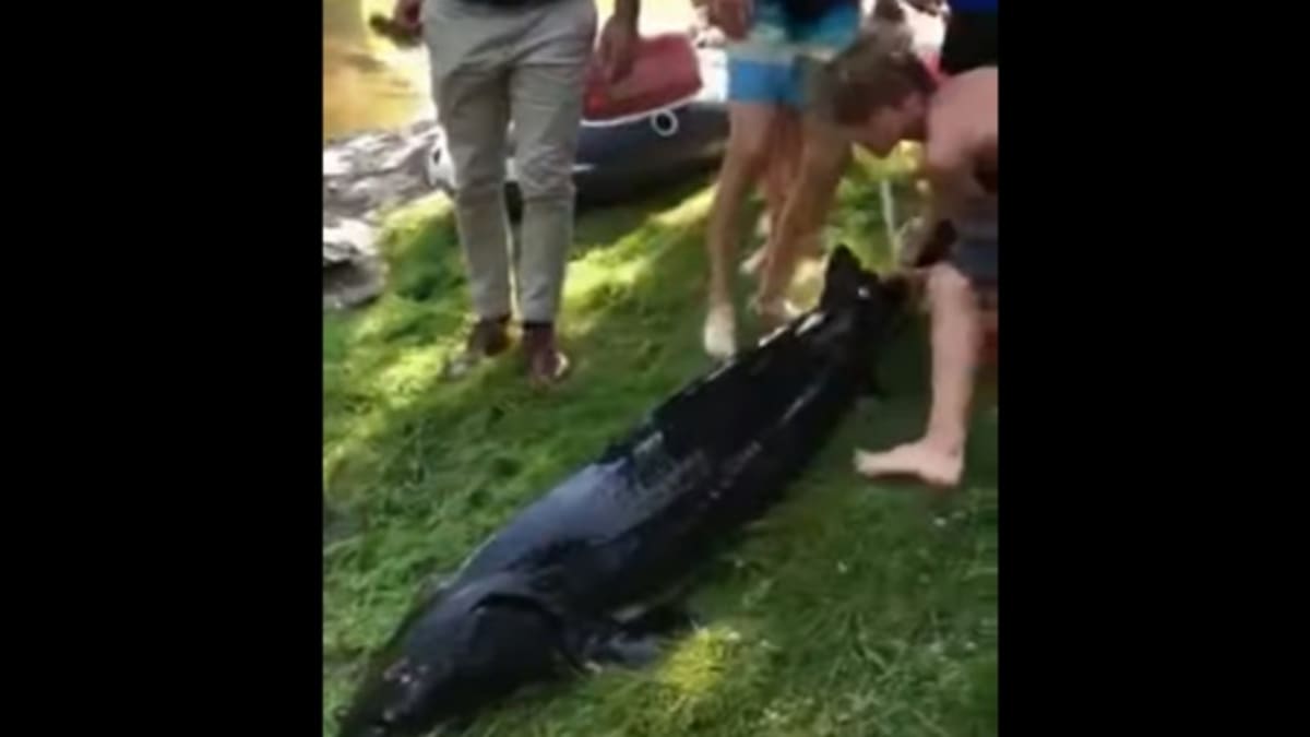 UNE students net giant sturgeon