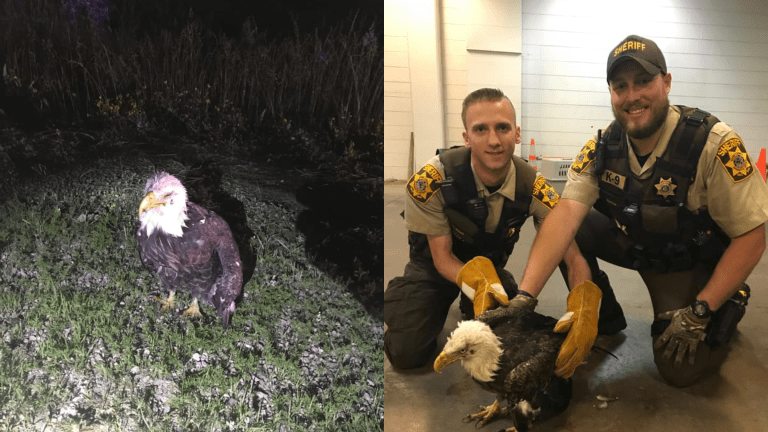 Eagle rescued by deputies after being hit by car in western Wisconsin -  Bring Me The News
