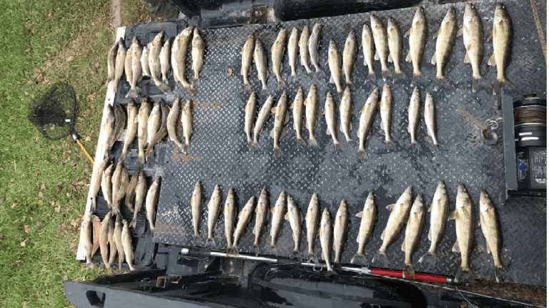 Lake of the Woods anglers caught with 72 walleyes, saugers — 48 fish over their limit