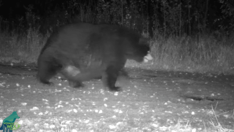 Video: 'THE fattest bear we have ever seen' spotted on Minnesota trail camera