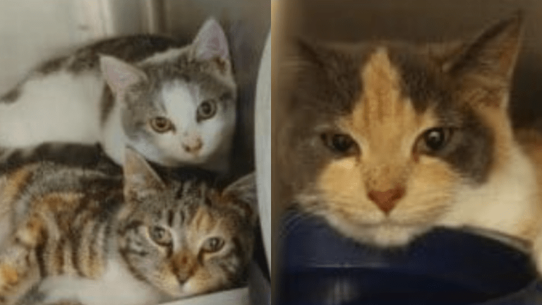 Reward to find person who left kittens to die in freezing Wisconsin cold