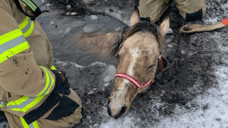 Horses fall through ice in Minnesota; 1 dies, 1 survives