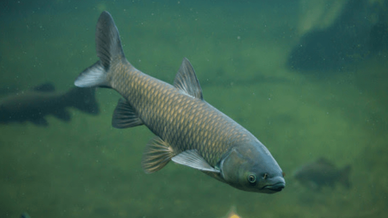 Fish dealer becomes first in Wisconsin to be convicted for illegal sale of invasive carp