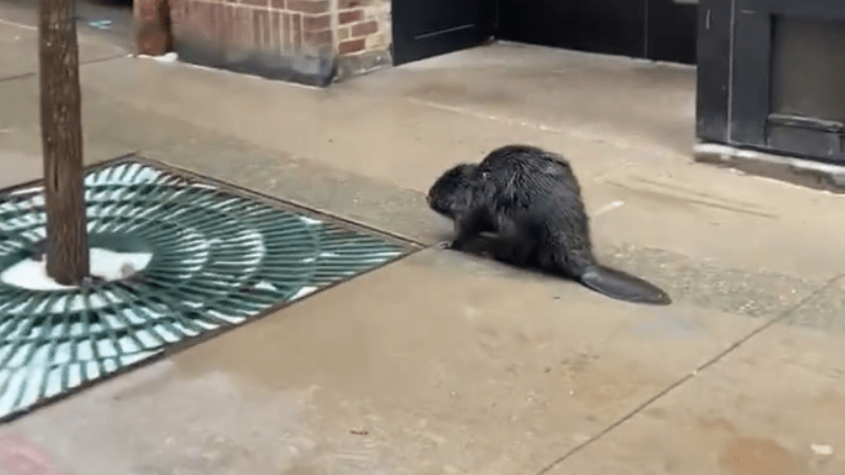 Video: Beaver spotted wandering down St. Paul sidewalk