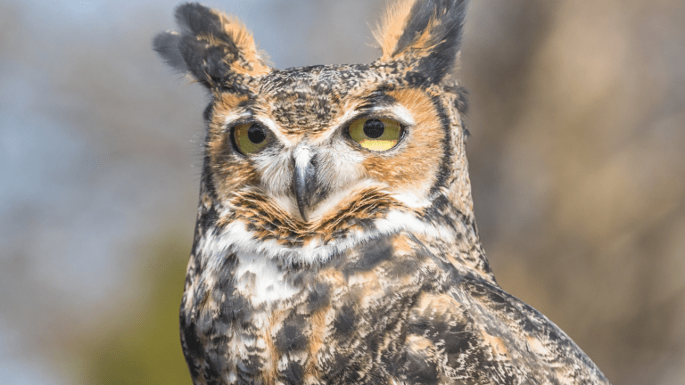 A south Minneapolis great horned owl family of 5 dies of suspected avian flu