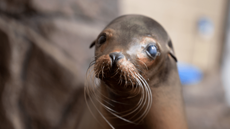 Como Zoo's oldest sea lion dies at 31