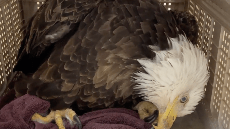 New data highlights rising toll of avian flu on Minnesota's raptors