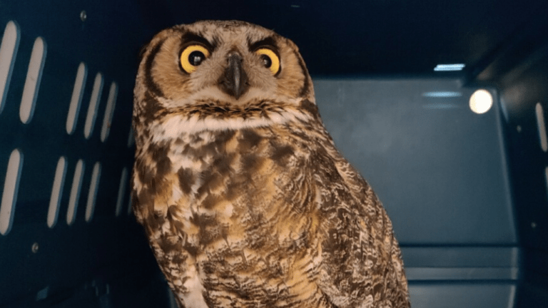 Minnesota owl returned to the wild after rare recovery from avian flu