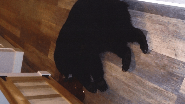Wisconsin couple fight, kill bear that broke into their home
