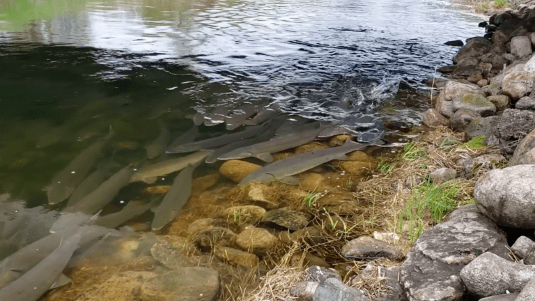 Minnesota lake sturgeon spawning event marks first of its kind in over a century