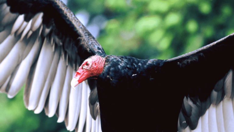 The Raptor Center's ambassador, Nero the turkey vulture, dies at 47