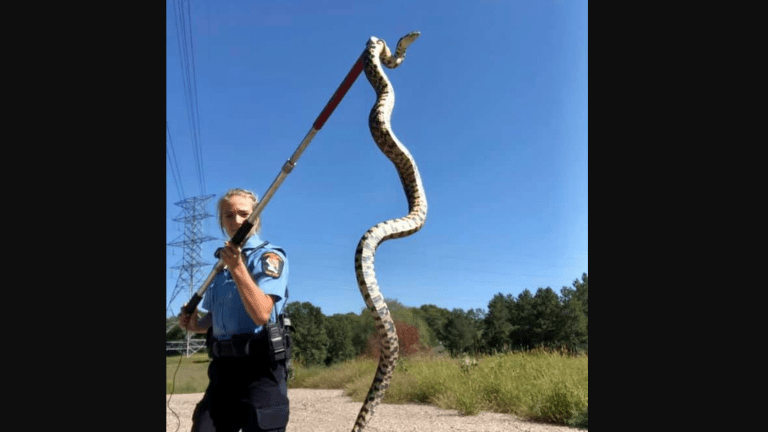 Oh, look, it's a giant bull snake in Coon Rapids