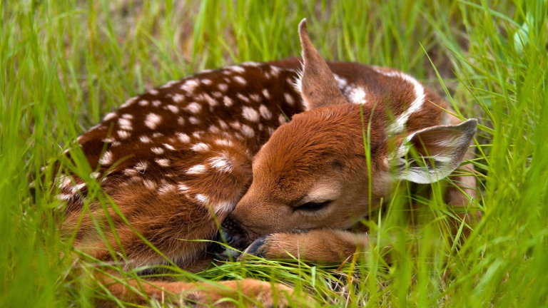'Please, just leave fawns alone': Fawn dies after being taken from the wild
