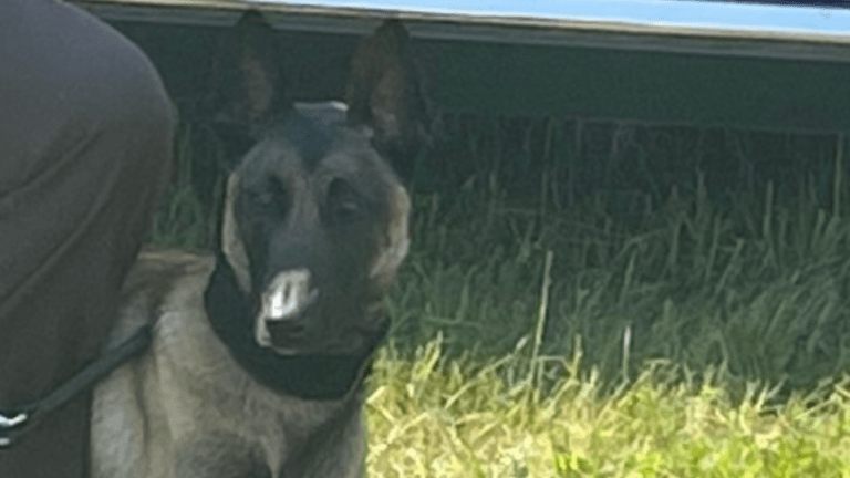 Unleashed, off-duty police K-9 attacks boy in Isanti