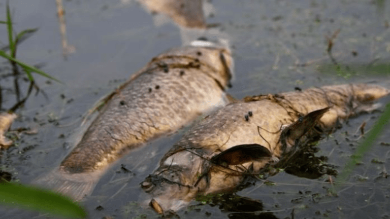 Herpes virus kills at least 1,000 carp in southern Minnesota lake