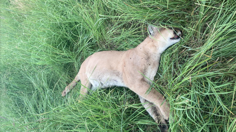 What researchers will learn next about the cougar found in the Twin Cities