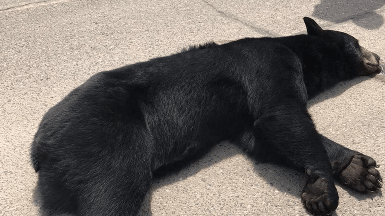 Bear killed, motorcyclist injured in collision in central Minnesota