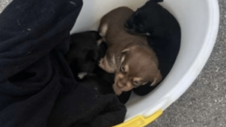 4 abandoned puppies found in a bucket in Willmar