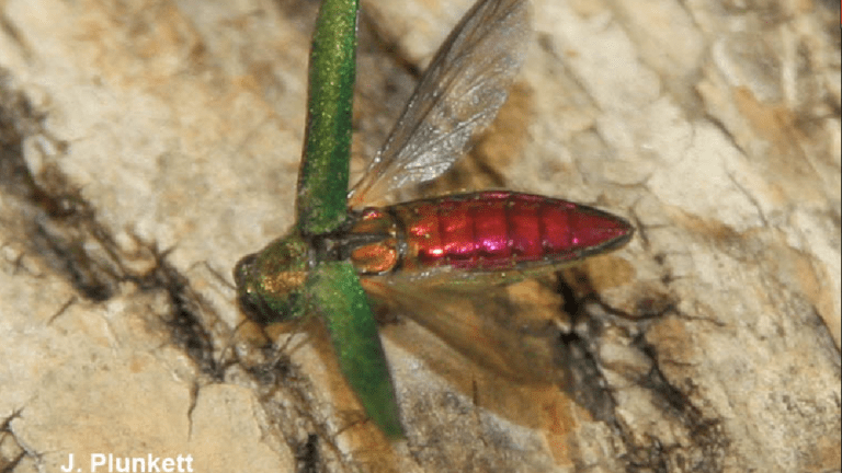 Restrictions on firewood as Emerald Ash Borer discovered in Sherburne County