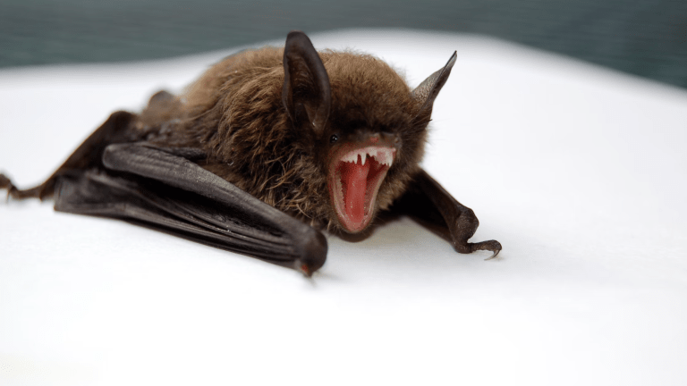 Bats in building prompted school cancellation in Austin, Minnesota