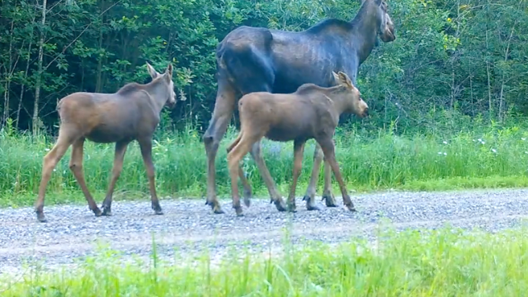 Watch: Voyageurs Wolf Project trail camera captures moose family on a stroll