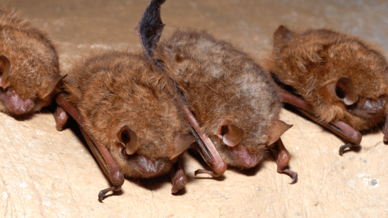 Minnesota's smallest bat species under review for endangered status
