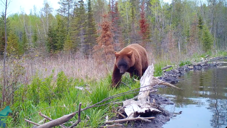 Fat Bear Week organizer deems Minnesota bear 'a real chubby champ'