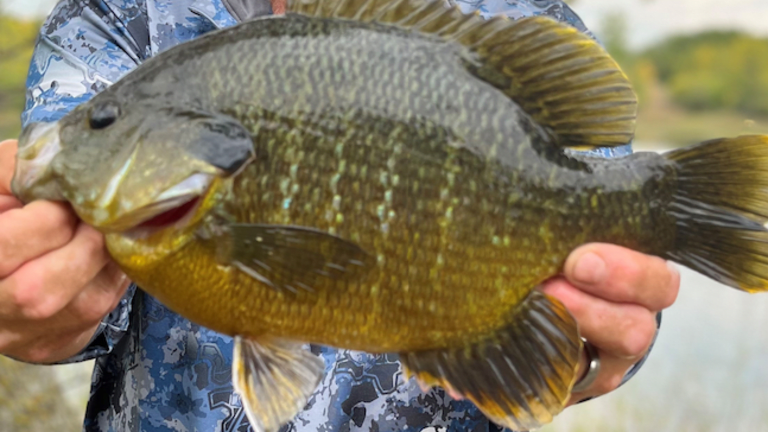 Angler catches record-tying hybrid sunfish on Green Lake - Bring Me The News