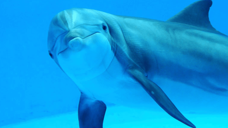 At least seven 1972 Dolphins affected by cognitive impairment