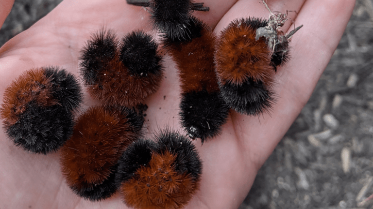 Can woolly bear caterpillars predict winter weather?
