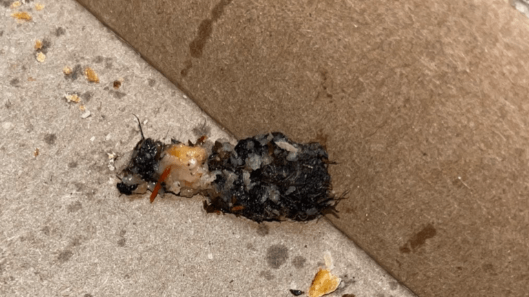 Gross discovery in pizza bought from a Twin Cities Domino's