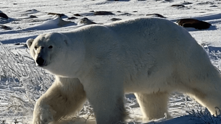Veinticinco: :polarbear: #viernesdeescrit… - Mastodon